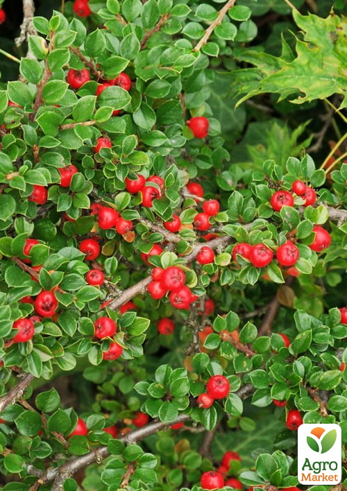 Кизильник Даммера "Major", С2 - фото 3