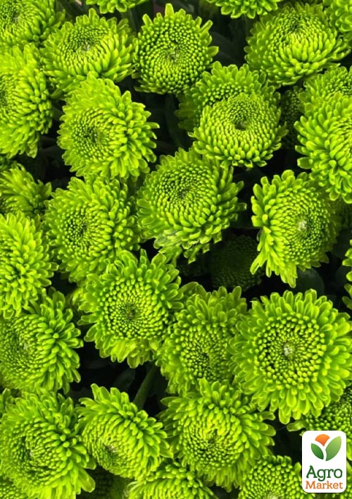 Хризантема мультифлора шарообразная "Makrut" 