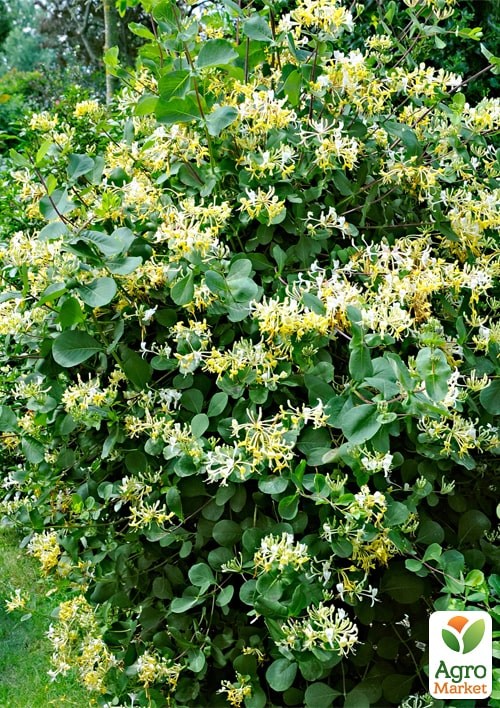 Жимолость "Halliana" (Декоративная, плетистая) - фото 3