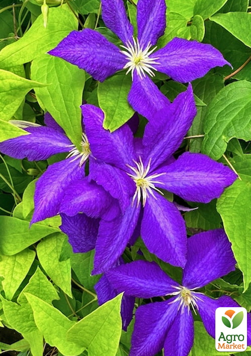 LMTD Клематис 2-х летний "Jackmanii" (высота 40-60 см) - фото 5