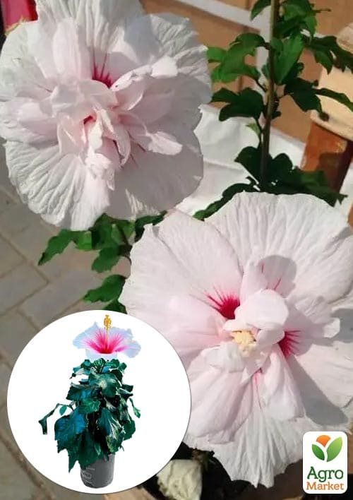 Гибискус сирийский "China Chiffon" С2, высота 20-40 см