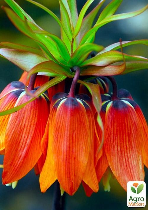 Фрітіларія "Aurora" 1шт в упаковці