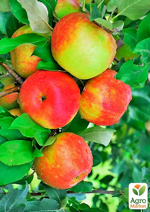 Яблоня "Зари Ред" (летний сорт, поздний срок созревания)