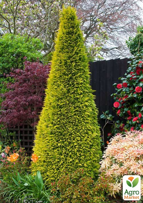 Кипарисовик Лавсона "Stardust" С5 (высота 60-80см)