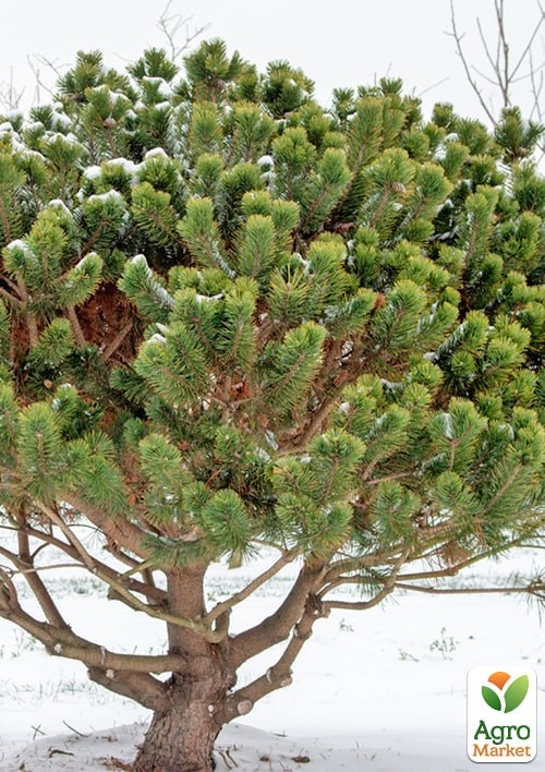 Сосна гірська "Mugo Uncinata" С10, висота 65-75см  - фото 2