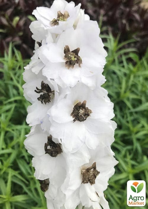 Дельфиниум гибридный "White Dark Bee" - фото 6