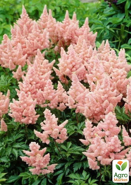 Астильба "Peach Blossom" 