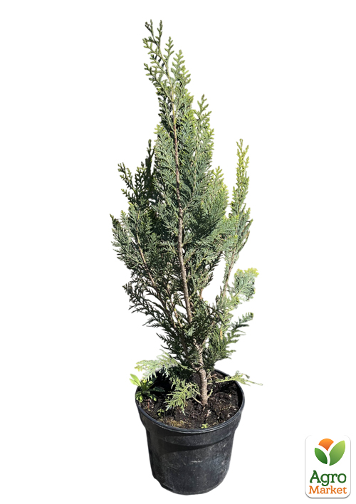 Кипарисовик Лавсона "Alumi" С3, высота 20-30см - фото 2