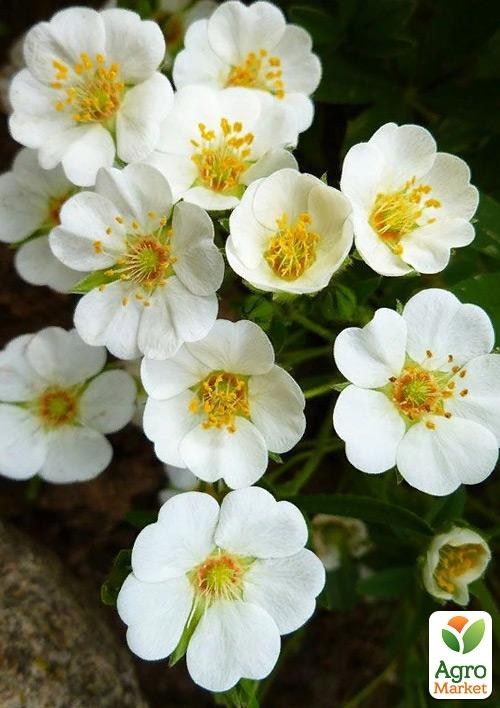 Лапчатка Кустарниковая "Abbotswood"