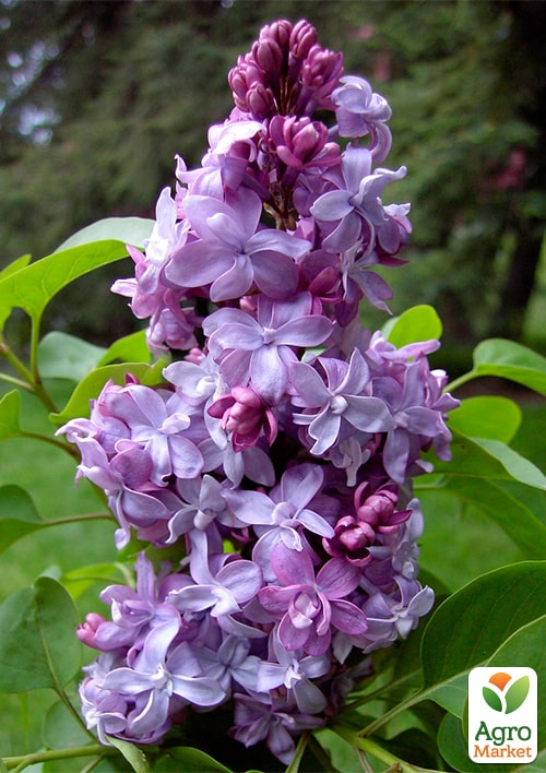 Сирень 2-х летняя махровая "Надежда", С1.5