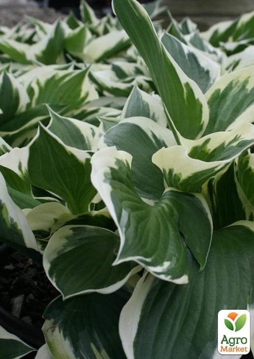 Хоста гибридная "Patriot" С3 - фото 3