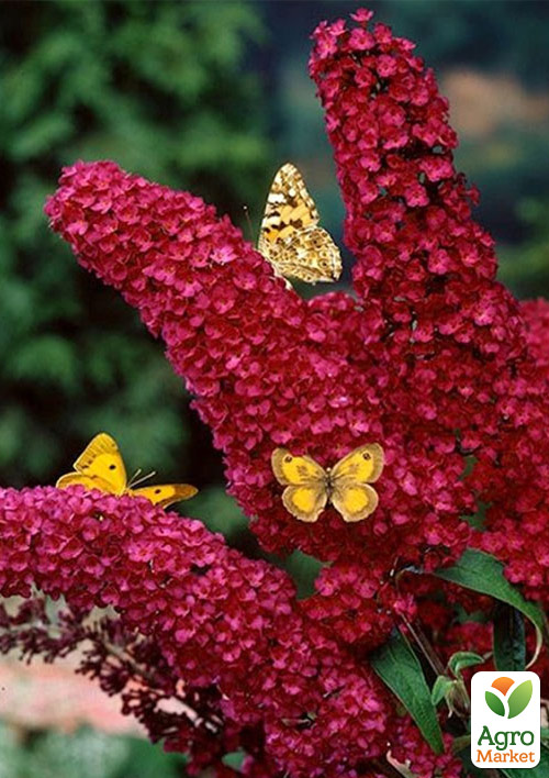 Буддлея Давида "Royal Red" - фото 5