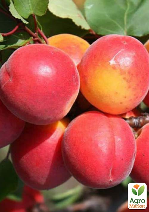 Абрикос "Приция" (летний сорт, сверхранний срок созревания)