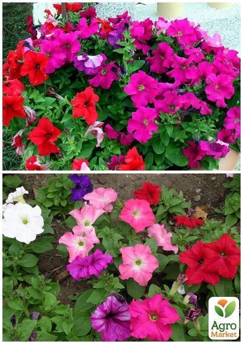 На развес Петуния смесь ТМ "Весна" цена за 1,5г - фото 2