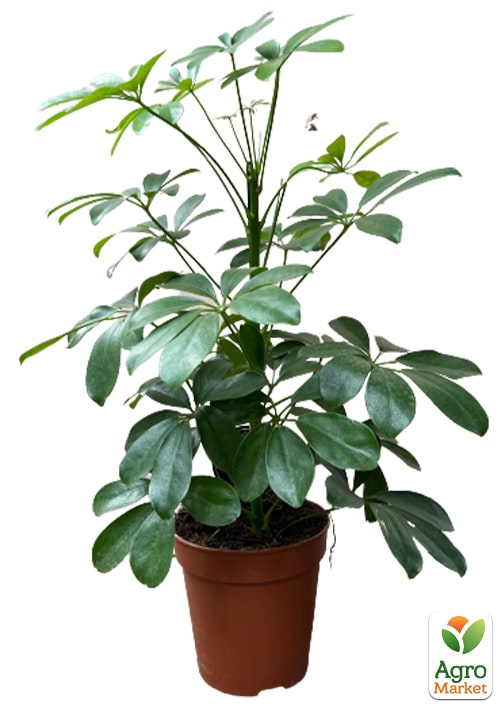 Шеффлер "Nora" - фото 6