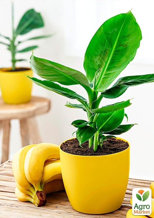 Эксклюзив! Банан карликовый ярко-желтого цвета "Сальвадор" (Salvador) (премиальный, высокоурожайный, сладкий сорт) - фото 2