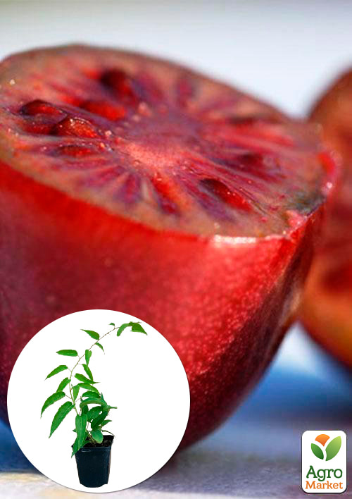 Актинідія "Кінс Ред" (міні-ківі, морозостійкий сорт)