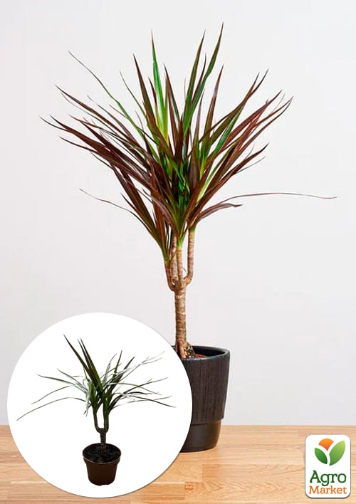 Драцена "Magenta" высота 45-65см