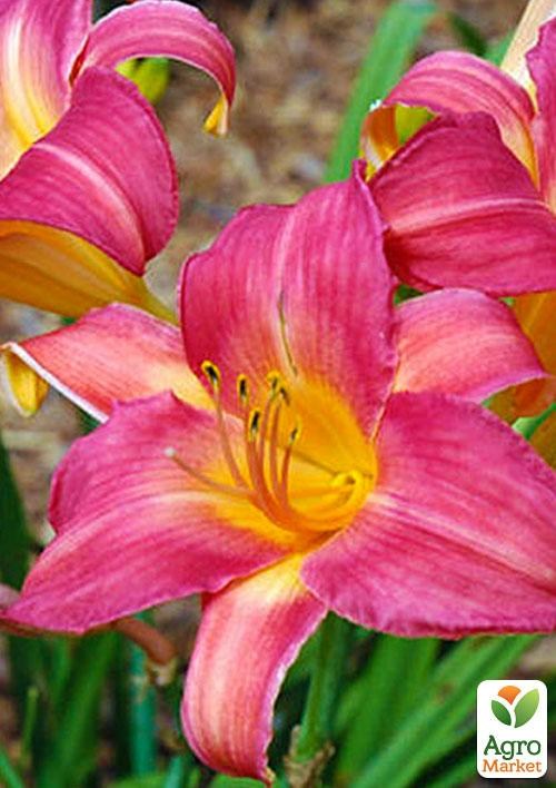 Лилейник "Cherry Cheek" 1шт в упаковке