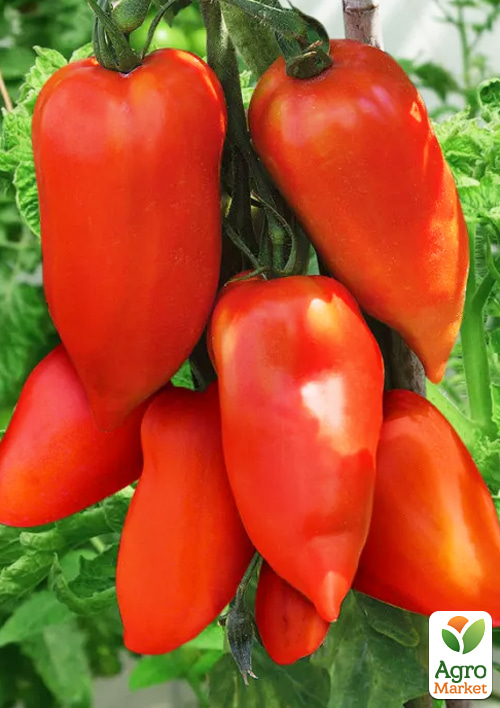 На развес Томат "Корнабель" ТМ "Весна" цена за 1г