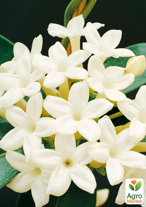 Стефанотіс "Stephanotis"