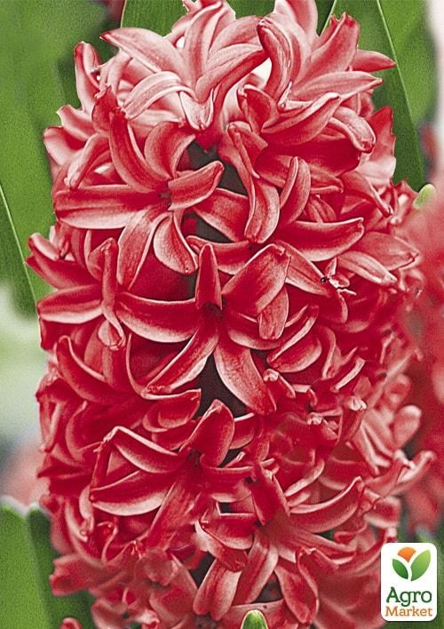 Гиацинт "Jan Bos" (размер 14/15 , крупный) 2шт в упаковке