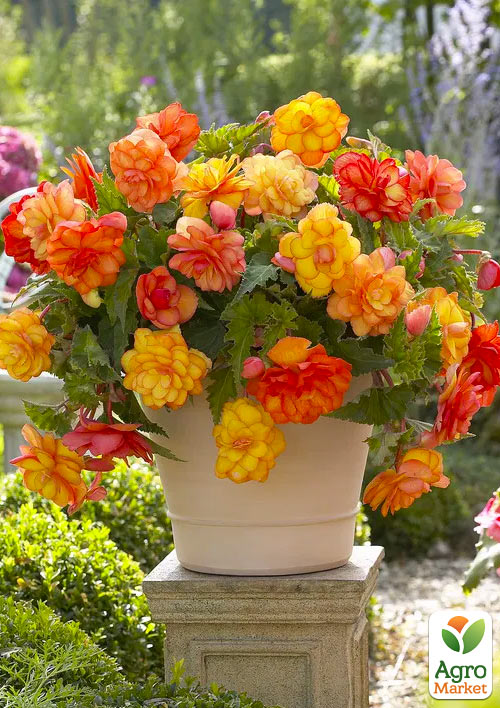 Бегонія махрова "Non Stop Gold Orange"