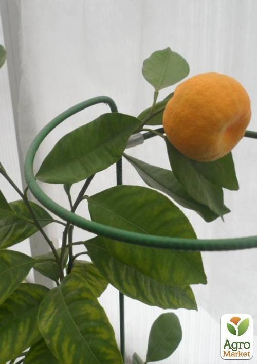 Мандарин "Шишкан" - фото 3