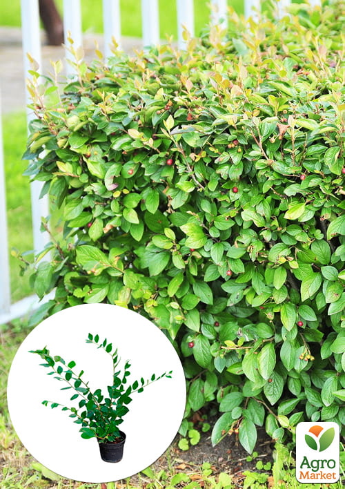 Кизильник блискучий вертикальний (Cotoneaster lucidus), С2