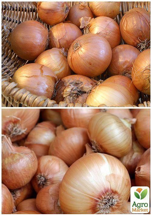 На развес Лук "Кристина" ТМ "Весна" цена за 5г - фото 2