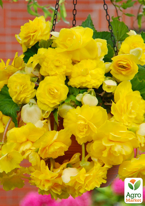 Бегония ампельная "Каскад желтая" 1шт 