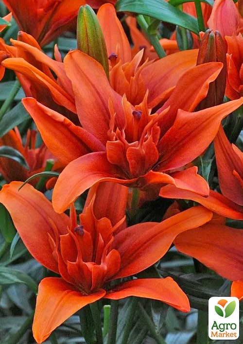 Лілія Махрова "Red Twin"