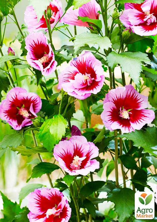 Гібіскус сирійський напівмахровий "Flower Tower Purple"