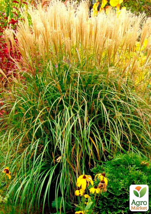 Міскантус китайський "Yakushima Dwarf" С1.5