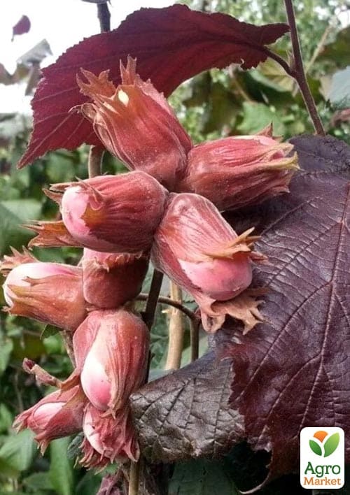 Ліщина штамбова червонолиста "Purpurea" С5 - фото 6