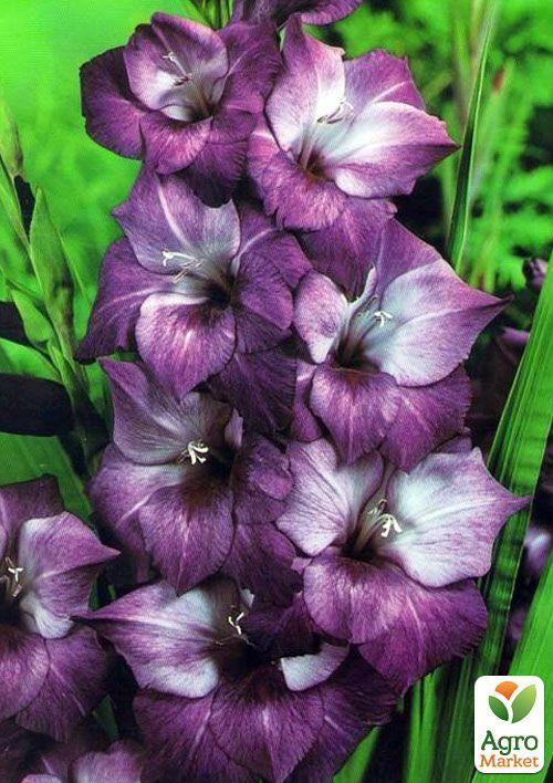 Гладіолус "Hidden Treasure" 3шт