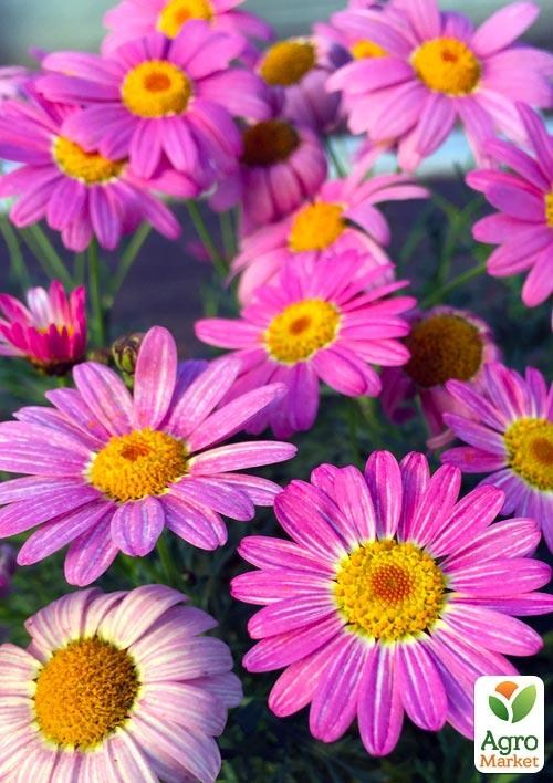 Аргірантемум "Angelic Giant Pink" (контейнер № 10, висота 15 см)