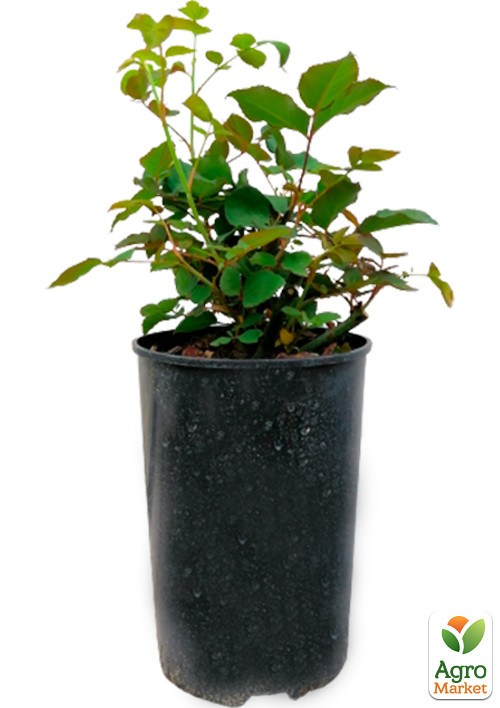 Роза в контейнере чайно-гибридная "Beverly" (саженец класса АА+) - фото 2