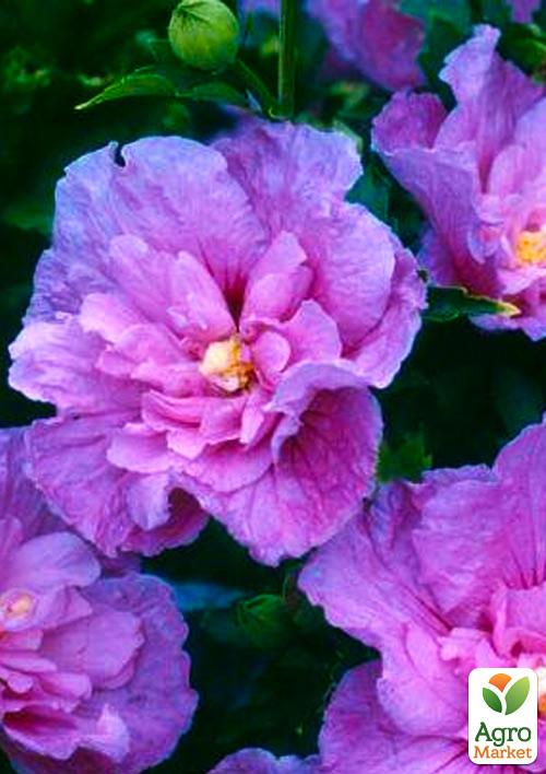 Гибискус древовидный махровый "Лавандовый шифон" (Lavender Chiffon) - фото 6
