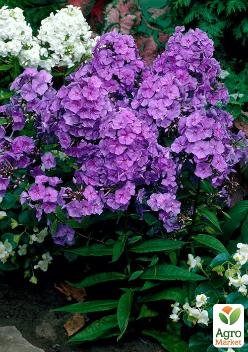 Флокс багаторічний "Amethyst" - фото 2
