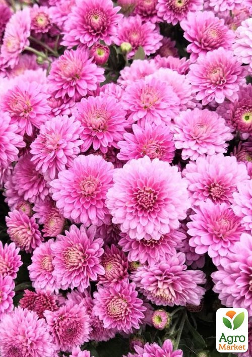 Хризантема мультифлора шарообразная "League Pink" 