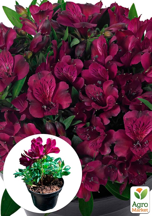 Альстромерия inticancha Patio "Dark Purple" (выращено in-vitro) С1,5