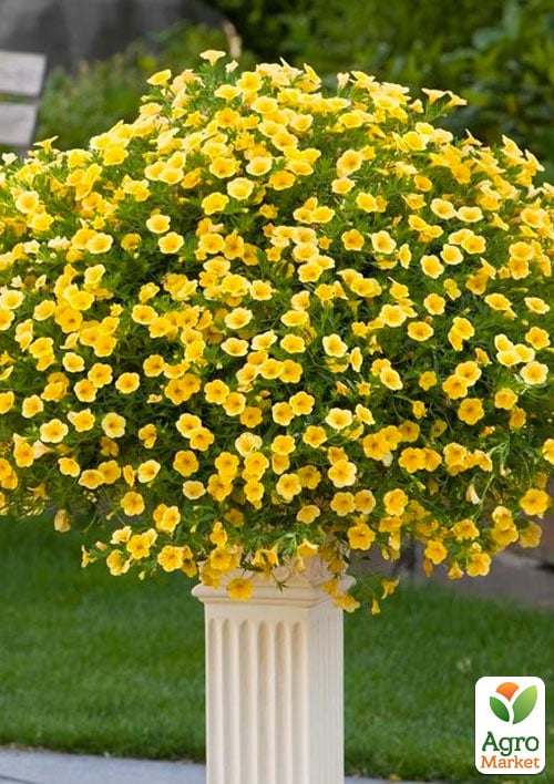 Калібрахоа "Calibrasket Yellow" 