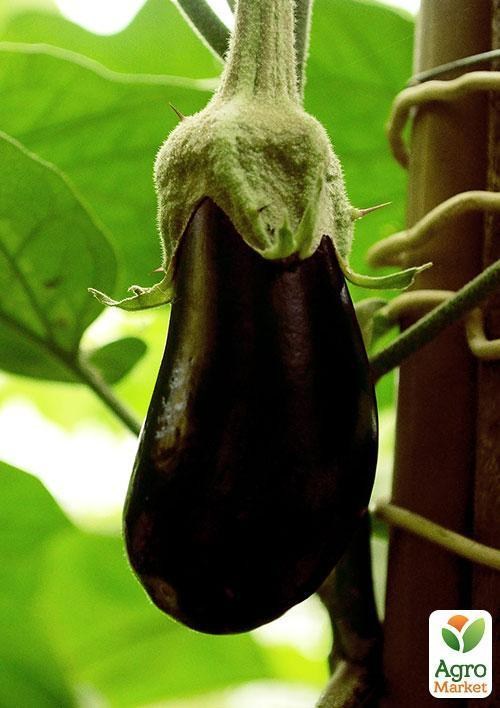 Баклажан "Премьер" ТМ "Vesna Select" 20шт - фото 5