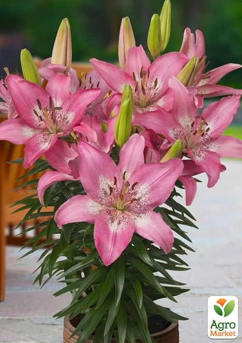 Лілія Горщикова "Trendy Nicosia"