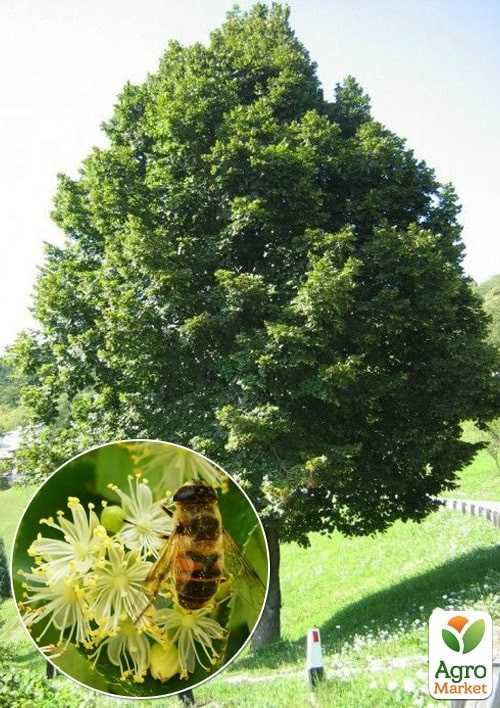 Эксклюзив! Липа ярко-зеленая "Ремедиал" (морозостойкий медонос) высота 50-100см