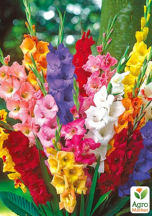 Гладиолус "Mix" 