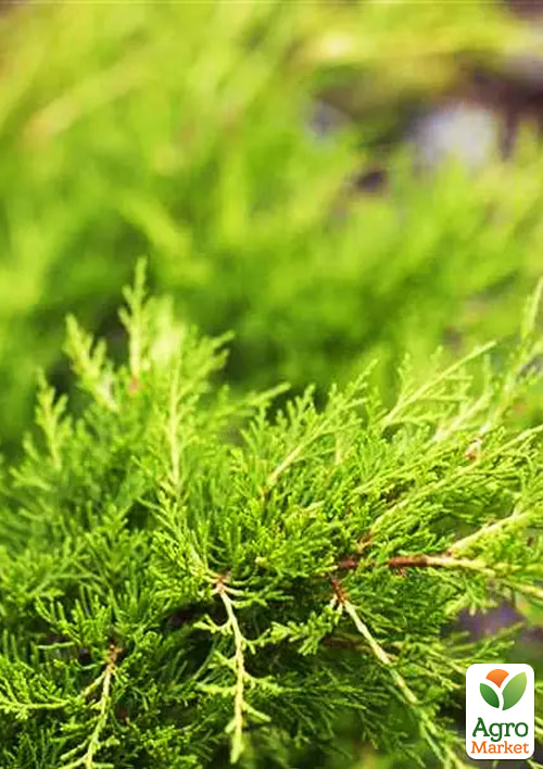 Можжевельник средний "Gold Coast" (ком/сетка) диаметр 100-120 см - фото 4