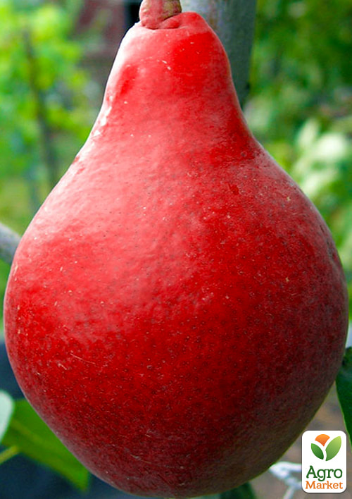 Груша "Старкримсон" (літній сорт, ранній термін дозрівання)