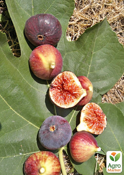 LMTD Инжир 5-и летний "Ficus Сarica" (крупноплодный, самоопыляемый сорт) высота 170-190см